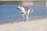 WHIPPET 194